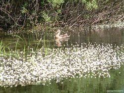 A duck paddling with us along the Clearwater River.