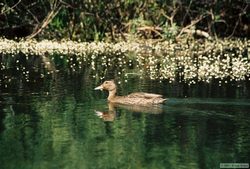 A duck paddling with us along the Clearwater River.