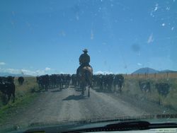 YEEHAW!  Get along little doggies!  It's a Montana traffic jam.