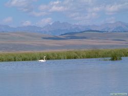 An adult Trumpeter swan (Cygnus buccinator) on Lower Red Rock Lake.