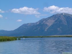 An adult Trumpeter swan (Cygnus buccinator) on Lower Red Rock Lake.