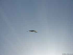 A seagull flying overhead.