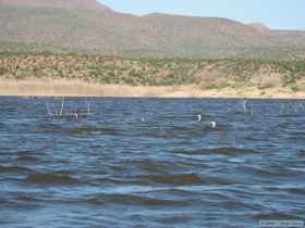 Western grebes (Aechmophorus occidentalis) on Lake Roosevelt.