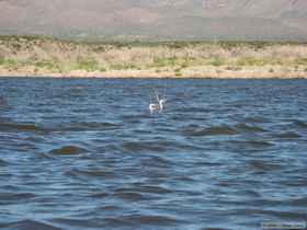 Western grebes (Aechmophorus occidentalis) on Lake Roosevelt.