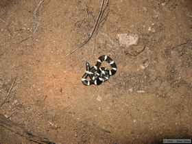 A king snake Chuck and I found on a snake search Saturday night.