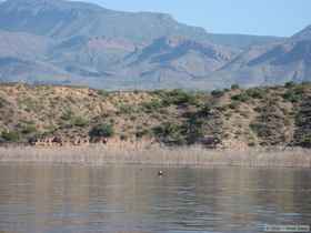 An osprey (Pandion haliaetus) sitting on a submerged perch.