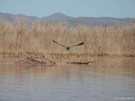 Great blue heron (Ardea herodias) in flight.