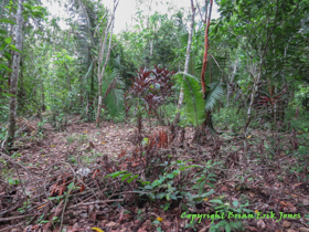 The red plants are the grave markers in the cemetery for the town of Santa Cruz.