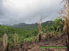 A patch of jungle burned to allow for crops to be planted.