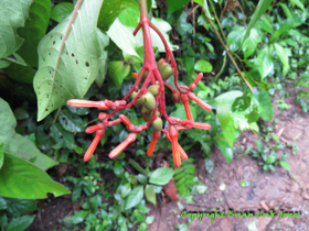 Interesting plant along the trail.