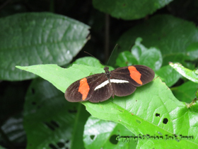 An unknown species of butterfly in southern Belize.