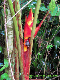 Heliconia species in southern Belize