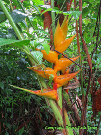 Heliconia species in southern Belize