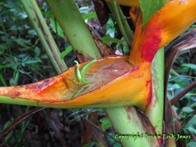 Nectar in a heliconia species in southern Belize