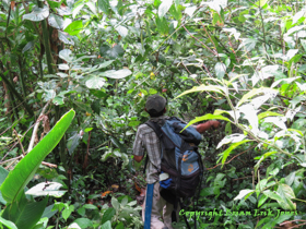 Enrique showing off his machete skills while clearing the overgrown trail