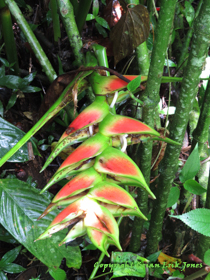 Heliconia species in southern Belize