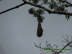 A nest of a Montezuma Oropendola (Psarocolius montezuma)