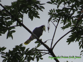 A Montezuma Oropendola (Psarocolius montezuma)