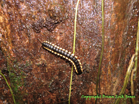 A yellow-spotted millipede (species unknown) near Yok Baluum Cave