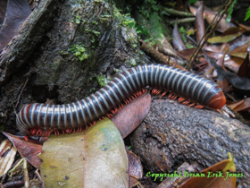 A very cool, and very large millipede near Yok Baluum Cave