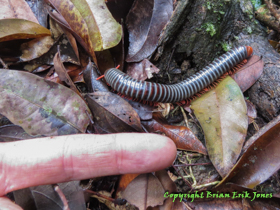 A very cool, and very large millipede near Yok Baluum Cave