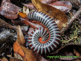 A very cool, and very large millipede near Yok Baluum Cave