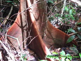 A beautiful buttress tree near Yok Baluum Cave