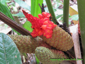 An interesting plant near Yok Baluum Cave