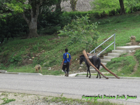 A man hauling logs to the village of Santa Cruz