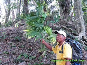 Jose talking about the Xate Palms (Chamadorea elegans) that the village planted at Uxbenka to provide a protected are for them.  Xate Palms are illegally harvested by Guatemalens who cross the border illegally.