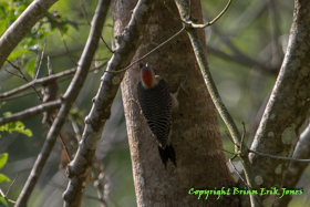 Golden-fronted Woodpecker (Melanerpes aurifrons)