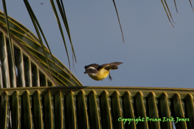 Social Flycatcher (Myiozetetes similis)