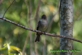 Tropical Pewee (Contopus cinereus)