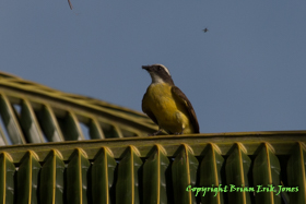 Social Flycatcher (Myiozetetes similis)