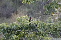 A Red-rumped Cacique (Cacicus haemorrhous) in a distant tree