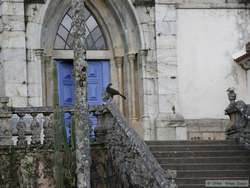 A Dusky-legged Guan (Penelope obscura) near the front steps of the church.