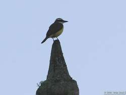 A Great Kiskadee (Pitangus sulphuratus) on one of the spires on the church.