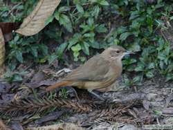 A Rufous-bellied Thrush  (Turdus rufiventris)