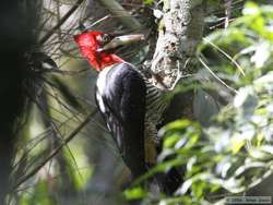 Robust Woodpecker  (Campephilus robustus)