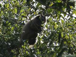 Masked Titi Monkey  (Callicebus personatus nigrifrons)
