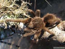 A male tarantula.
