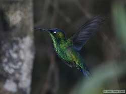 Violet-capped Woodnymph  (Thalurania glaucopis)