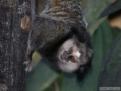 Black Tufted-eared Marmoset  (Callithrix penicillata)