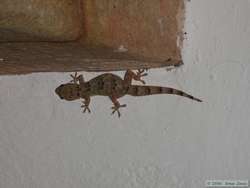 This gecko kept me company while I waited for the maned wolves to show up.