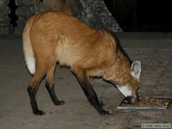 Finally!  A Maned Wolf (Chrysocyon brachyurus) shows up!