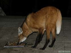 Maned Wolf (Chrysocyon brachyurus) at Santuario do Caraca