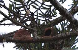 Rufous Hornero (Furnarius rufus) nests.