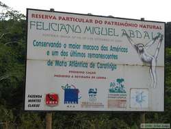 Feliciano Miguel Abdala was a coffee plantation owner who turned his plantation into a preserve to help protect and study the muriqui monkey.