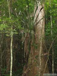 An epiphyte hugs a tree as it fights for light and nutrients.