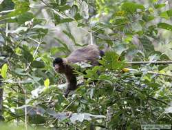 Black-capped Capuchin (Cebus apella nigritis)
